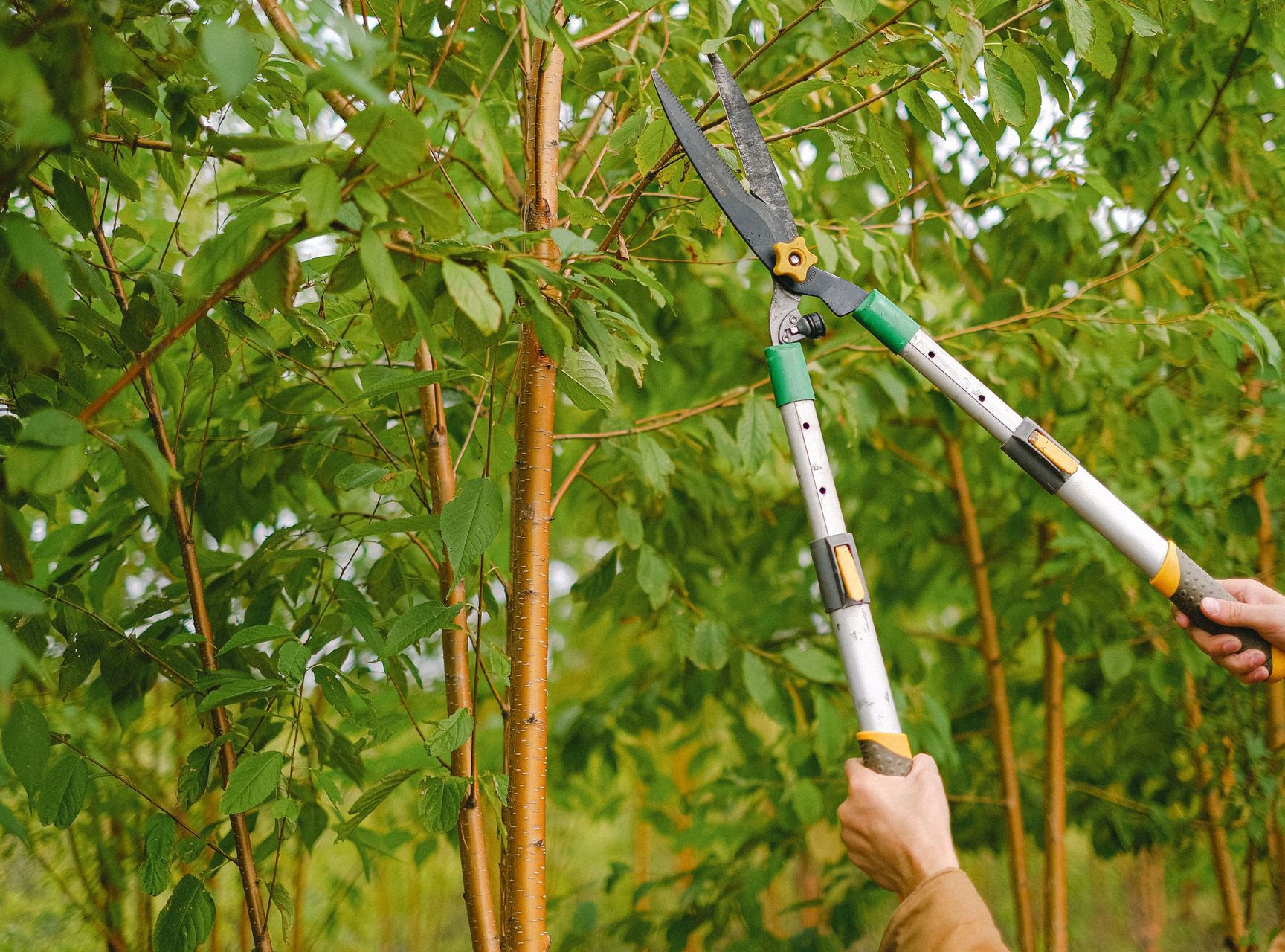 Side view of farmer with pruning shear trimming branches of tree with green leaves in orchard